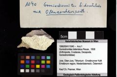 Foto (Objket + Etiketten) von Goniodromites bidentatus (Reuss, 1858) 